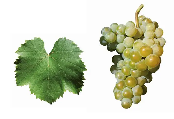 Albariño / Alvarinho