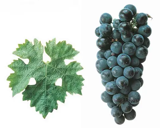 Cabernet Sauvignon