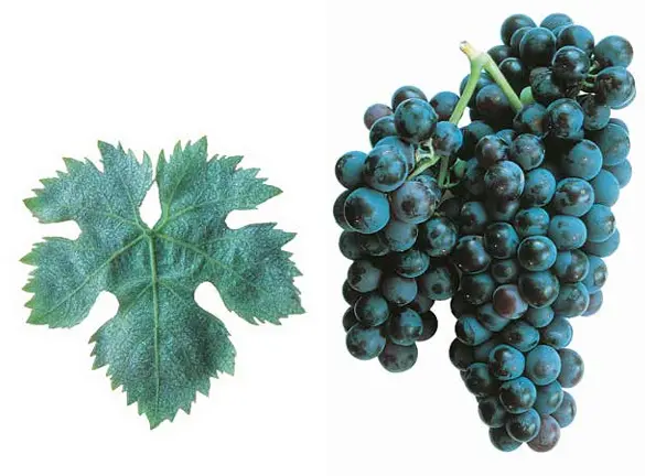 Cariñena / Mazuelo(a)