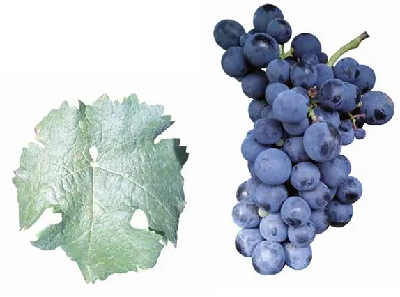 Carmenere