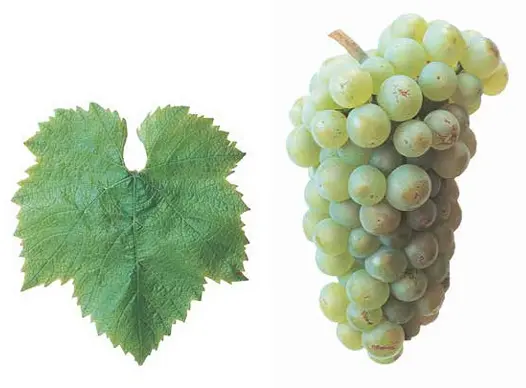 Chardonnay