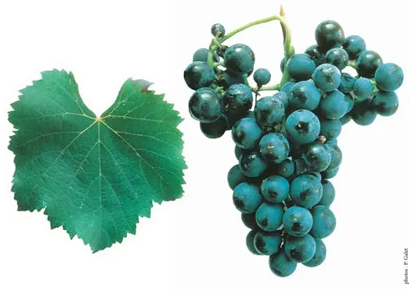 Cot / Malbec