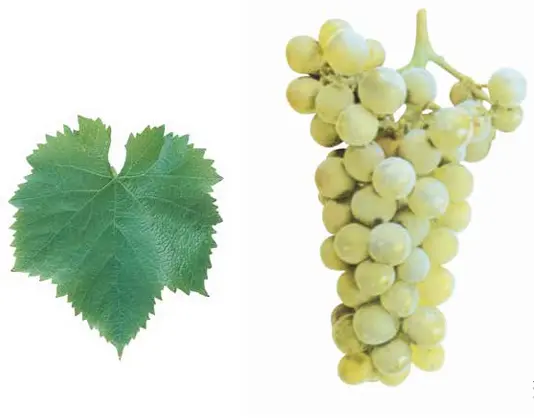 Garnacha Blanca