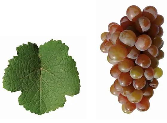Gewurztraminer