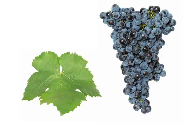 Graciano