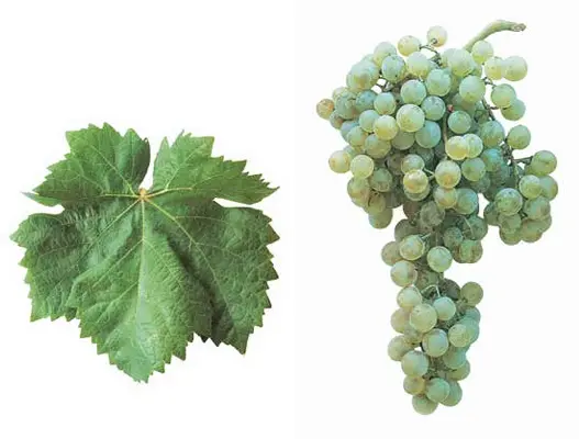 Macabeo / Viura