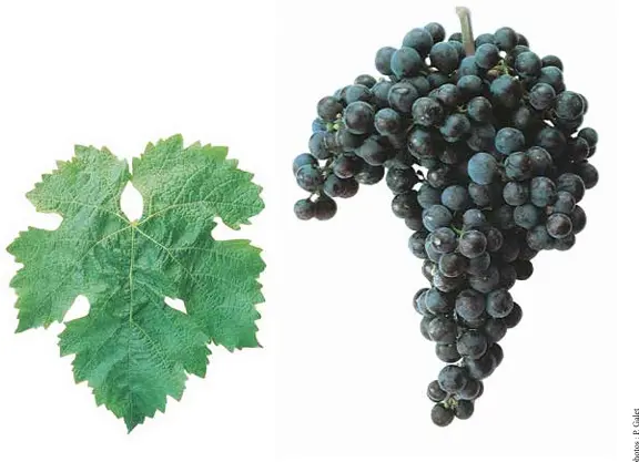 Merlot