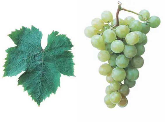 Moscatel de Alejandria