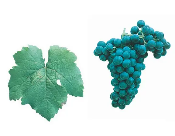 Petit Verdot