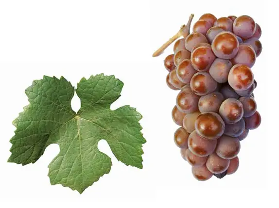 Pinot Gris