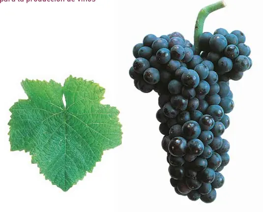 Pinot Noir