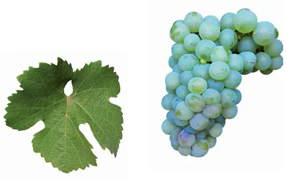 Riesling