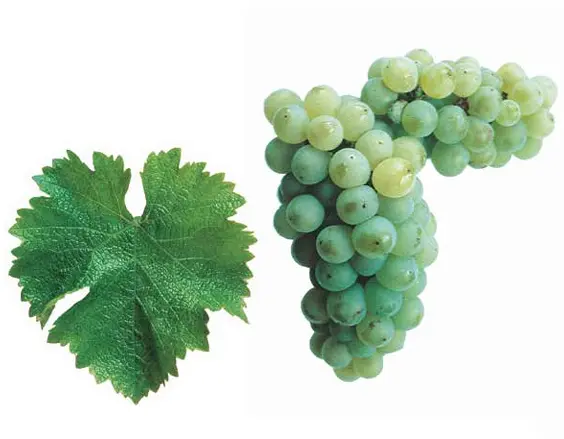 Sauvignon Blanc