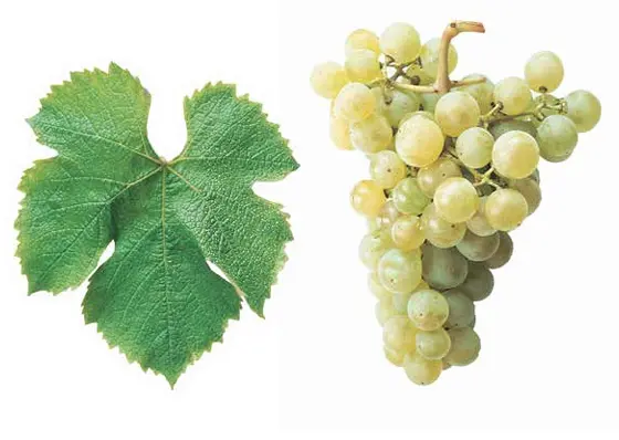 Semillon