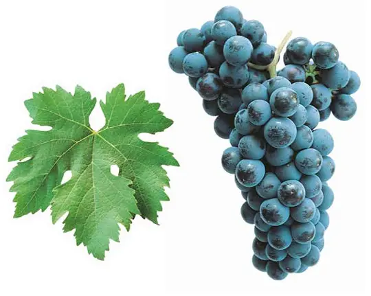 Tempranillo