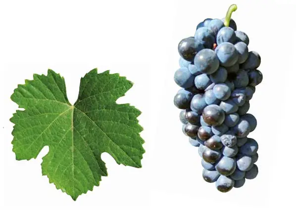 Touriga Nacional