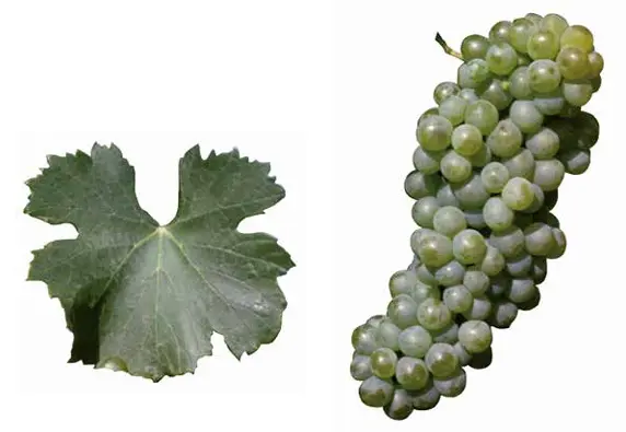 Verdejo