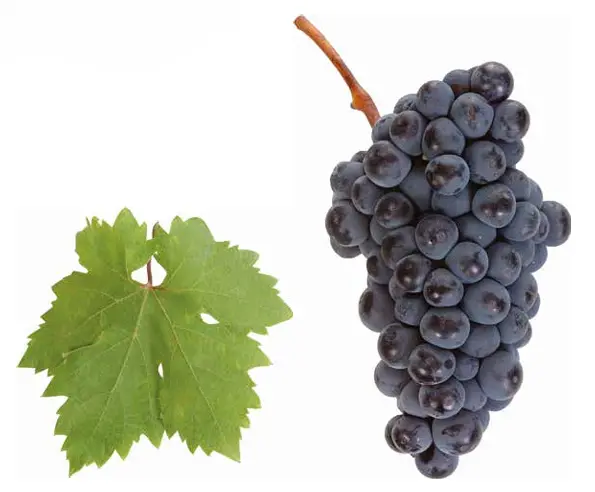 Zinfandel / Primitivo