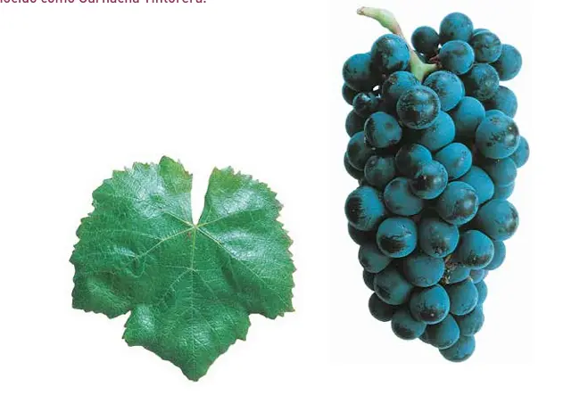 Alicante Bouschet Garnacha Tintorera