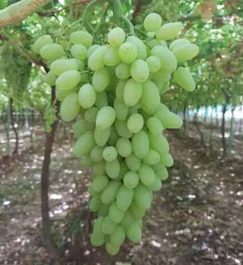 Centennial  Seedless