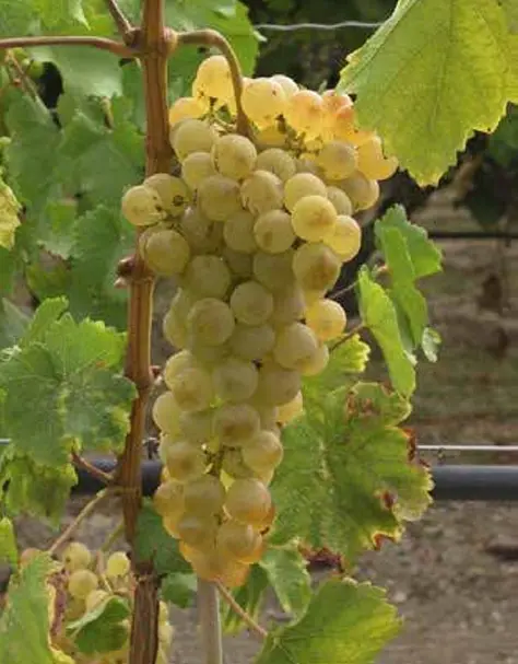 Chasselas