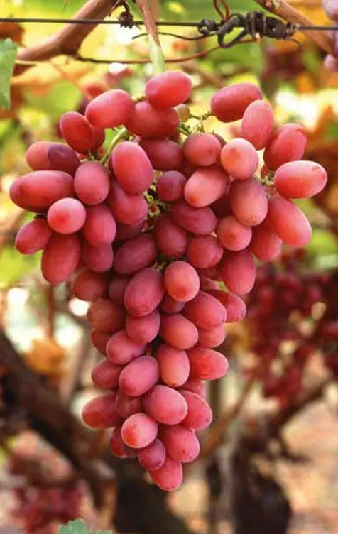 Crimson Seedless