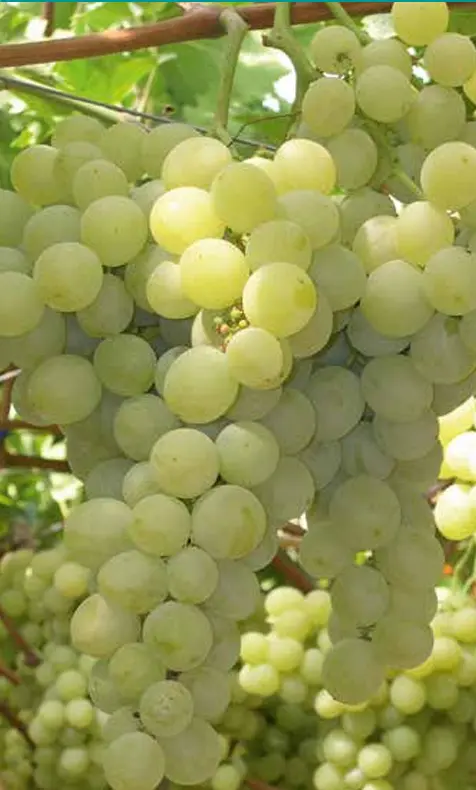 Muscat d’Alexandrie