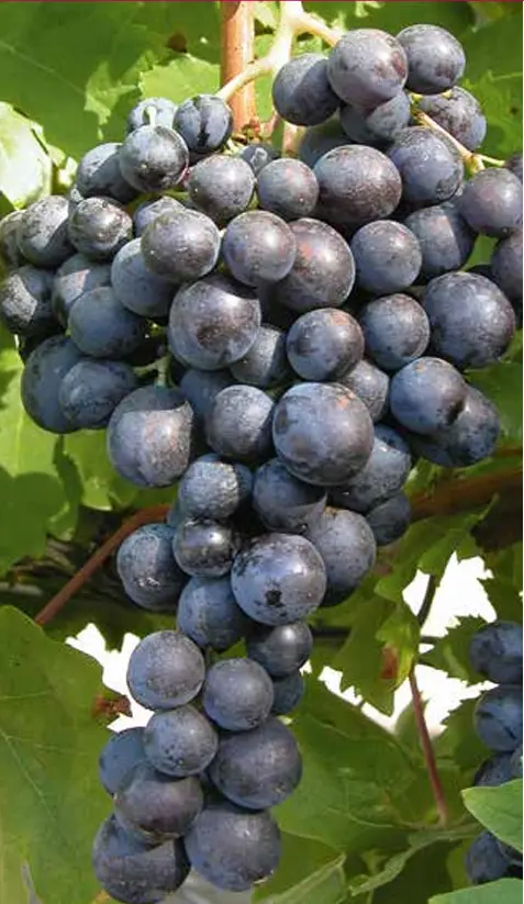 Muscat d’Hambourg*