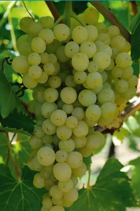 Thomson Seedless