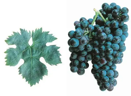 Cariñena / Mazuelo(a)