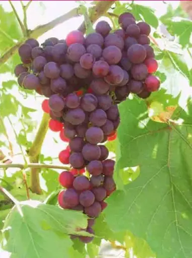 Flame Seedless
